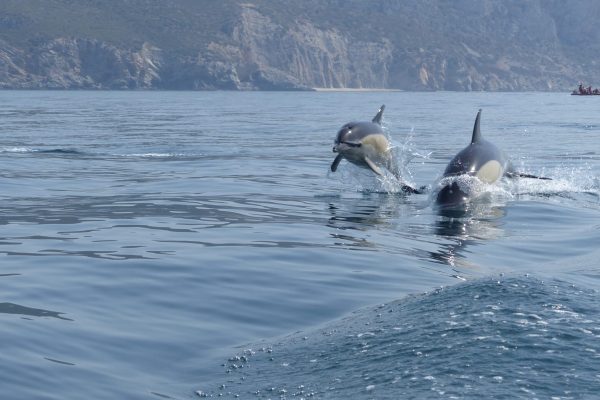 408-boat-tour-from-sesimbra-1593095231