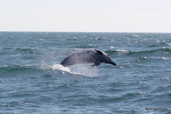 409-dolphin-watching-tour-in-sesimbra-1593095231