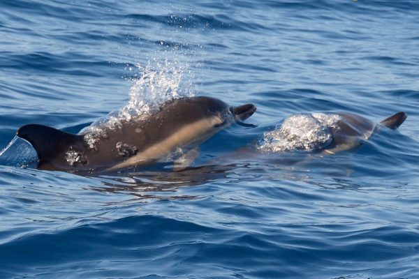 4103-cover-for-swimming-with-dolphins-in-azores-1575398802