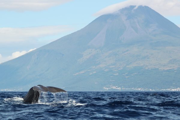 4181-whale-watching-pico-island-1670238102