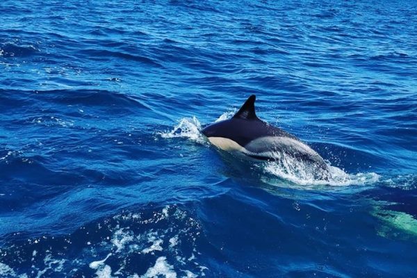 4264-dolphin-watching-vilamoura-1575398862