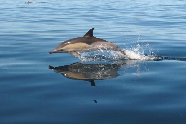 4368-dolphin-and-benagil-tour-in-albufeira-1575398909