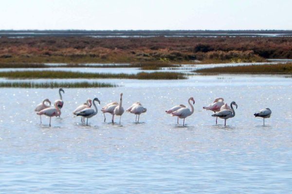 4441-ria-formosa-birdwatching-1575398929