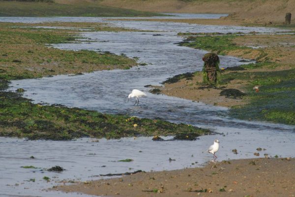 4444-ria-formosa-birding-1575398930