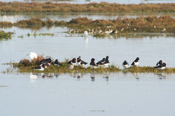 4446-faro-birdwatching-1575398931