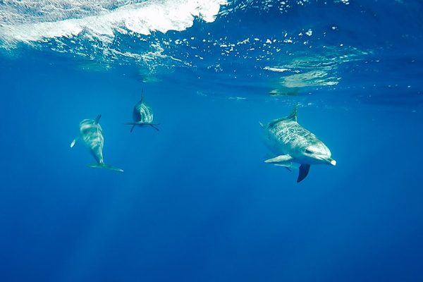 4893-swimming-dolphins-in-azores-1575400514