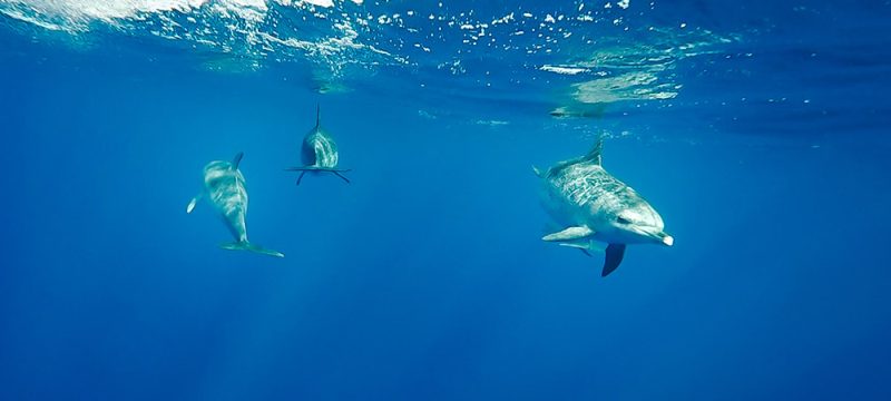 4893-swimming-dolphins-in-azores-1575400514