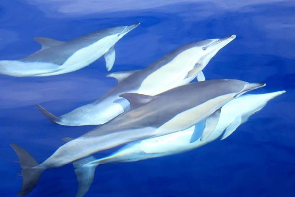 4895-swimming-with-dolphins-in-azores-1575400514