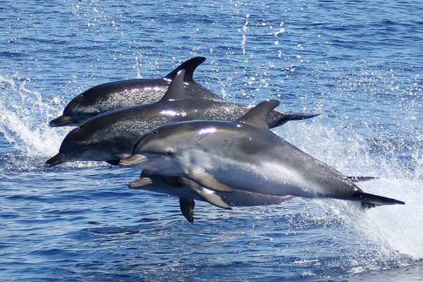 4896-dolphins-sao-miguel-1575400512