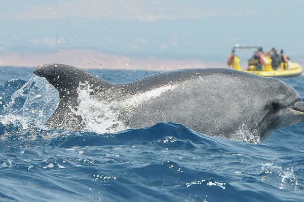 4934-dolphins-albufeira-1576173825