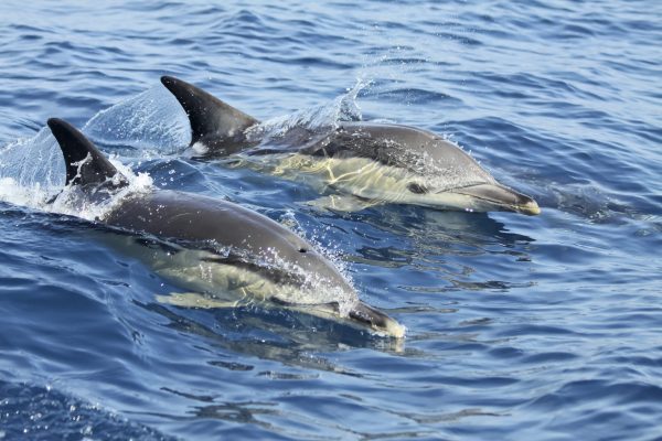 5160-boat-tour-to-watch-dolphins-in-lisbon-1580339900