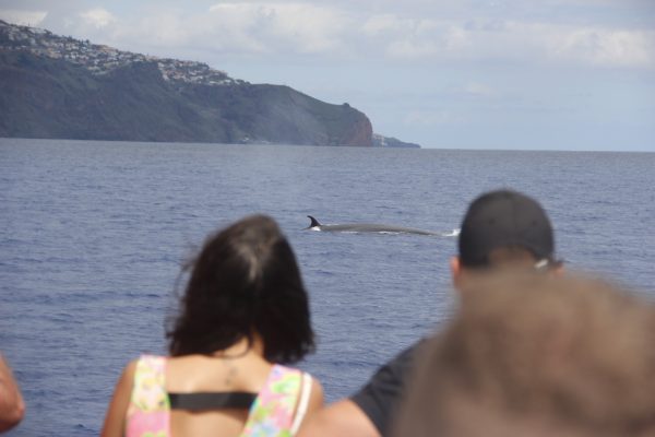 5181-whale-watching-in-madeira-1580766683