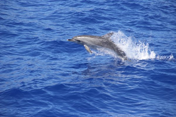 5182-dolphins-watching-tour-in-madeira-1580766683