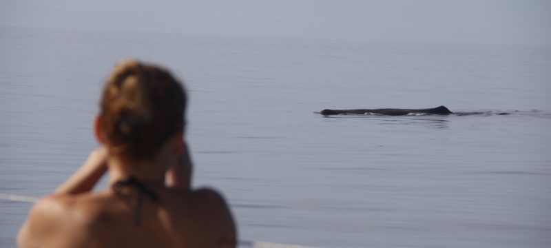 5184-whale-spotting-in-madeira-1580766681