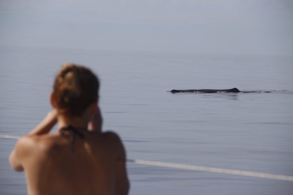 5184-whale-spotting-in-madeira-1580766681