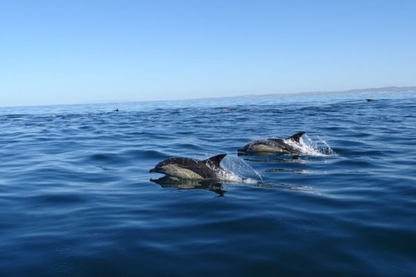 5252-dolphins-in-faro-1581429453