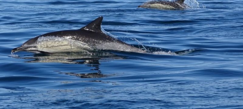 5253-common-dolphins-algarve-1581429453