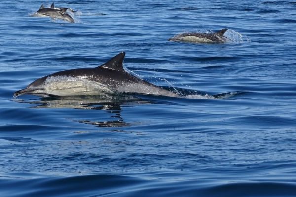 5253-common-dolphins-algarve-1581429453