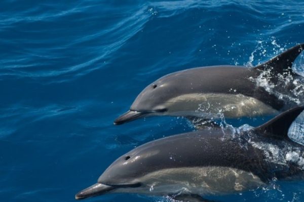 5256-dolphin-watching-1581429453