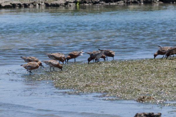 Boat Trips Ria Formosa