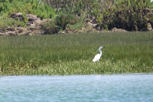 Boat Trips Ria Formosa