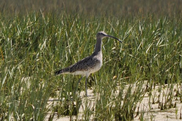 5262-birdwatching-boat-tour-ria-formosa-1581429695