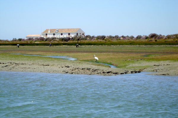 5266-birdwatching-boat-tour-algarve-1581429698