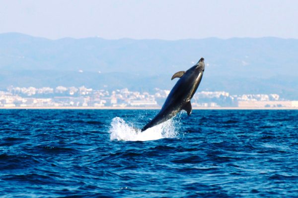 535-boat-trips-ria-formosa-dolphin-watching-1604331764