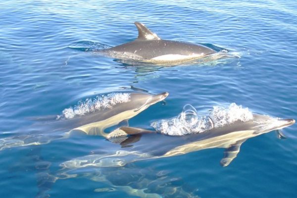 536-dolphins-olhao-seabookings-2-1575397161