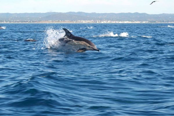 538-dolphin-watching-in-olhao-1575397162