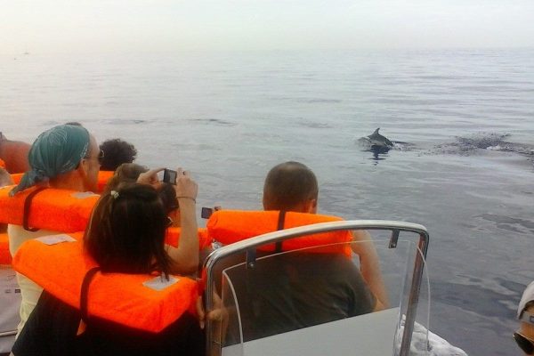 583-dolphin-watching-funchal-madeira-1575397183