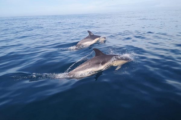 5986-dolphin-watching-in-peniche-1595948573