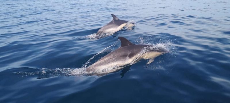 5986-dolphin-watching-in-peniche-1595948573