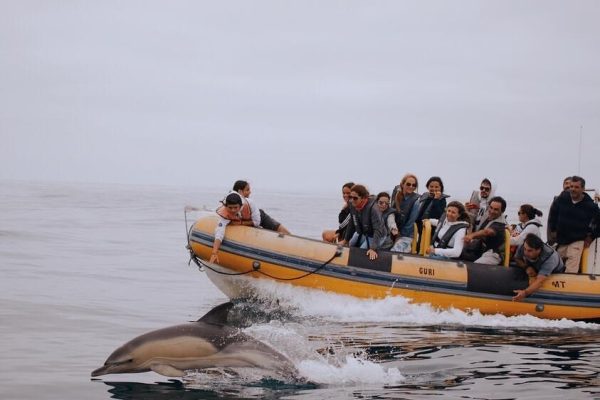 5987-dolphin-watching-tour-in-peniche-1595948573