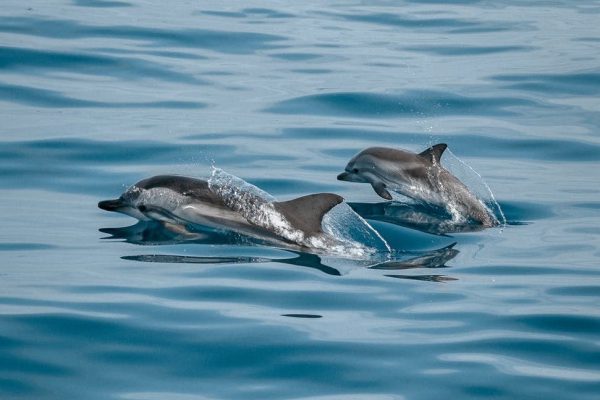 5990-dolphin-watching-from-albufeira-1596048929