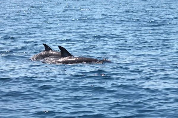 6227-dolphin-watching-cruise-in-portimao-1604074650