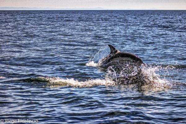 6228-dolphins-in-portimao-1604074652