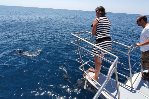 6400-it-s-a-magical-experience-to-watch-wild-dolphins-in-lagos-1606561291