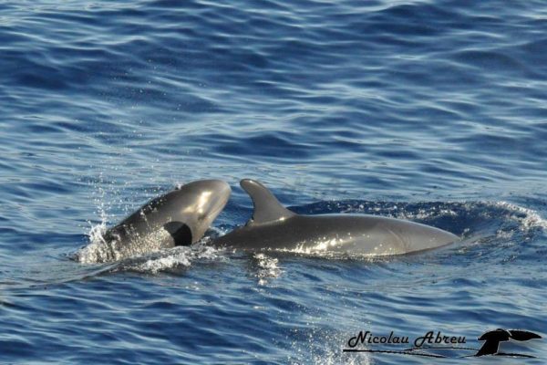 656-dolphin-watching-madeira-1580766674