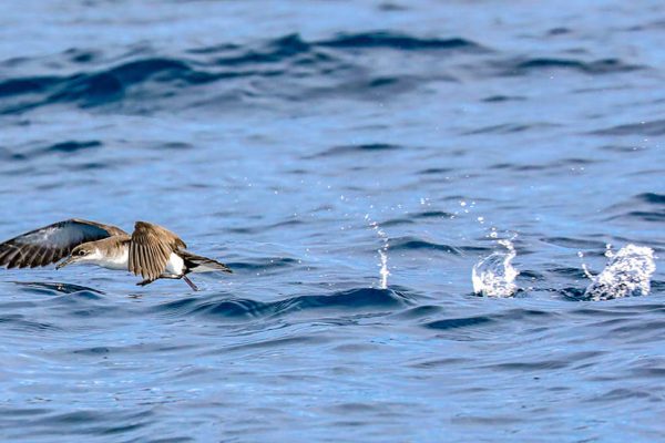 6970-birdwatching-tour-in-the-azores-1612869472