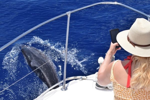 7026-private-whale-and-dolphin-watching-tour-in-madeira-1613227217