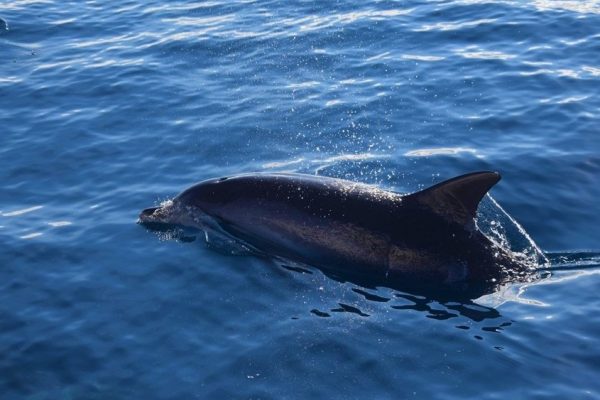 7027-find-wild-dolphins-in-madeira-1613227221