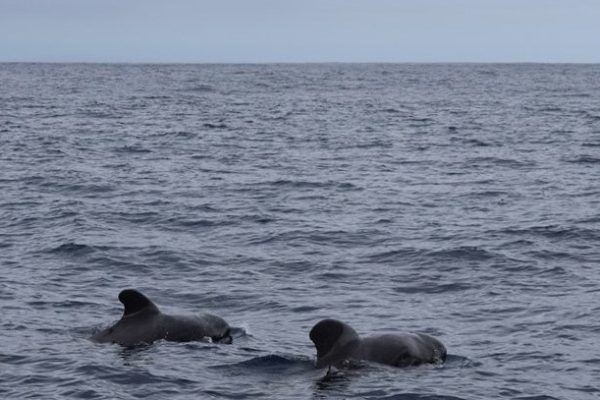 7050-see-wild-whales-in-madeira-1614077792