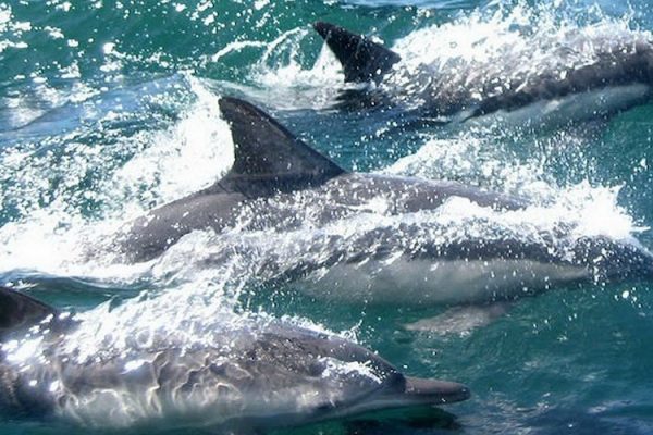 7079-dolphin-watching-and-island-tour-in-ria-formosa-1614274944