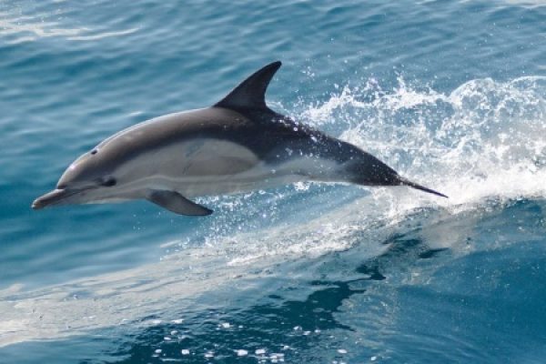 7080-dolphin-watching-in-faro-1614274944