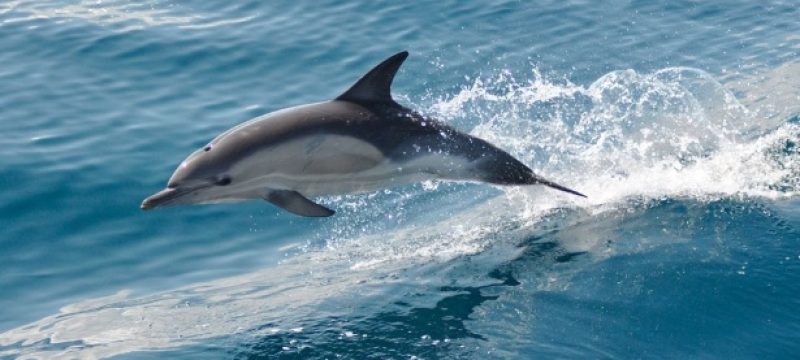 7080-dolphin-watching-in-faro-1614274944