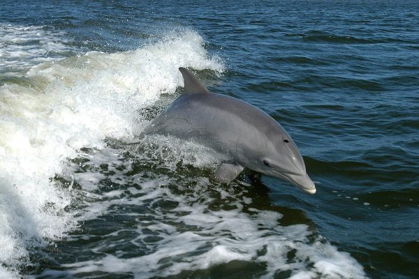 7086-dolphins-watching-in-faro-1614274944