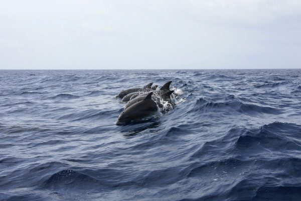 7087-dolphins-in-faro-1614274944