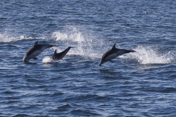 7088-wild-dolphins-in-faro-1614274944