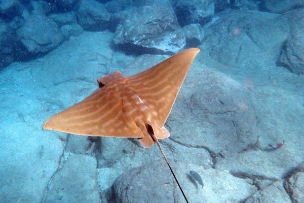 735-the-rays-also-glide-very-elegantly-over-the-seabed-below-us-1575397270